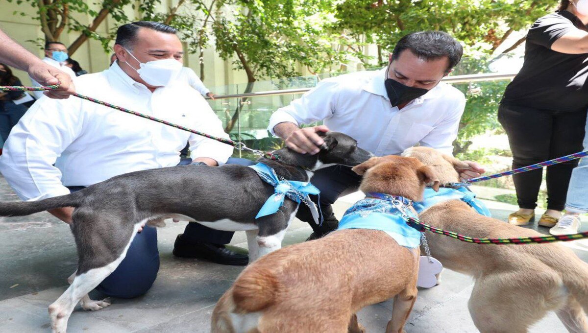 ¿Qué servicios tendrá el hospital veterinario público de Yucatán?
