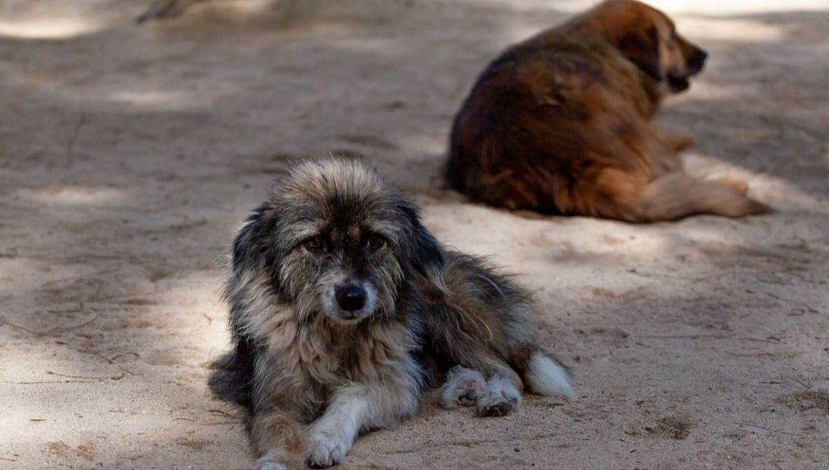 ¿Estás pensando en adoptar un Lomito? El Metro hará un festival de adopción canina