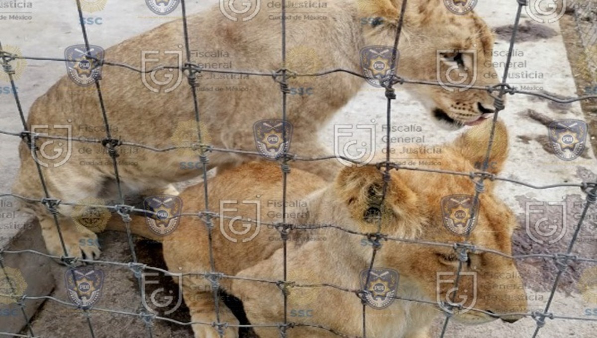 Rescatan a 177 felinos y 17 monos en santuario acusado de maltrato en Tlalpan