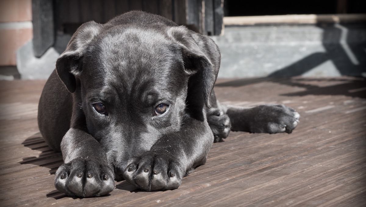 Cohetes afectan a los perros: Conoce la multa y la forma de denunciar 