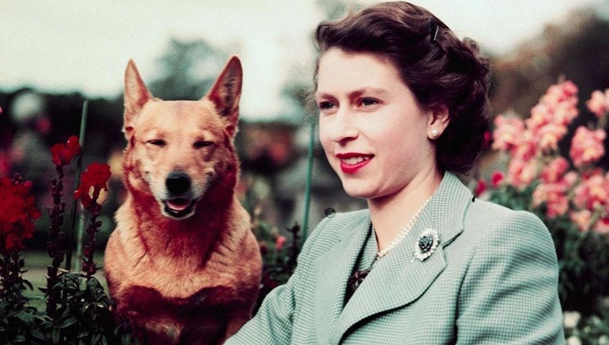 ¿Cómo lucen actualmente los perritos corgi de la Reina Isabel II?