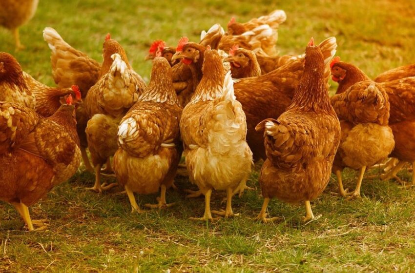 OMS confirma muerte de primer caso humano de gripe aviar en México