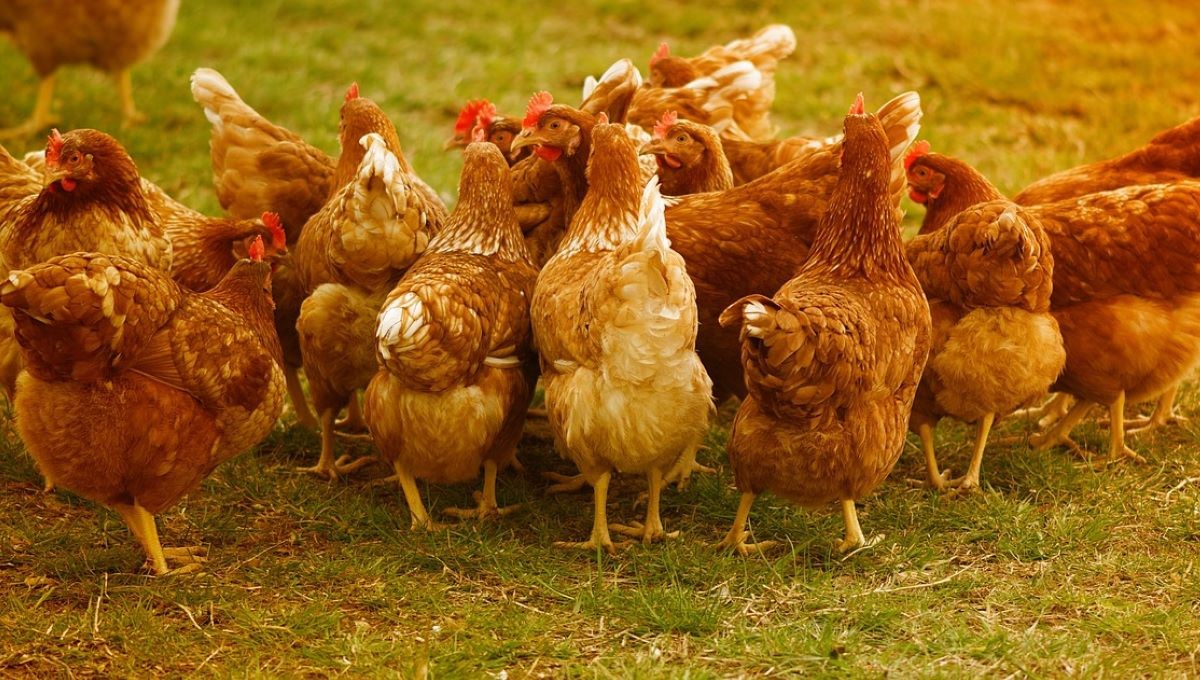 OMS confirma muerte de primer caso humano de gripe aviar en México