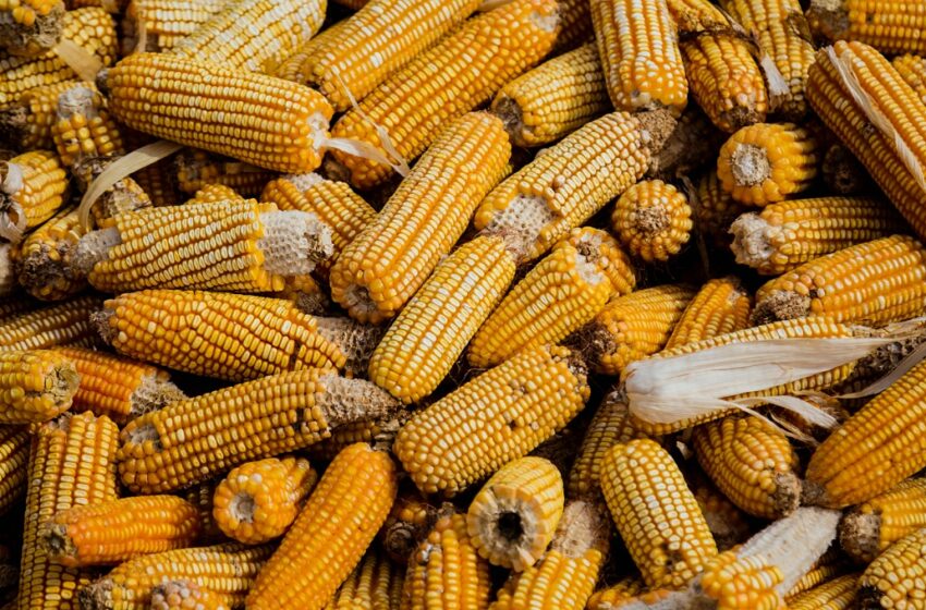 Canadá se suma a consultas de EU contra medidas de México en maíz transgénico 