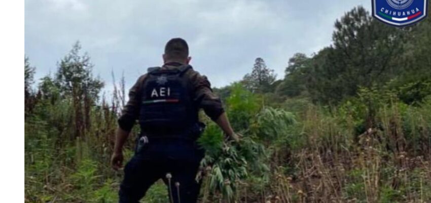 Destruyen pista de aterrizaje clandestina y plantío de drogas en Chihuahua