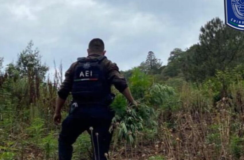 Destruyen pista de aterrizaje clandestina y plantío de drogas en Chihuahua