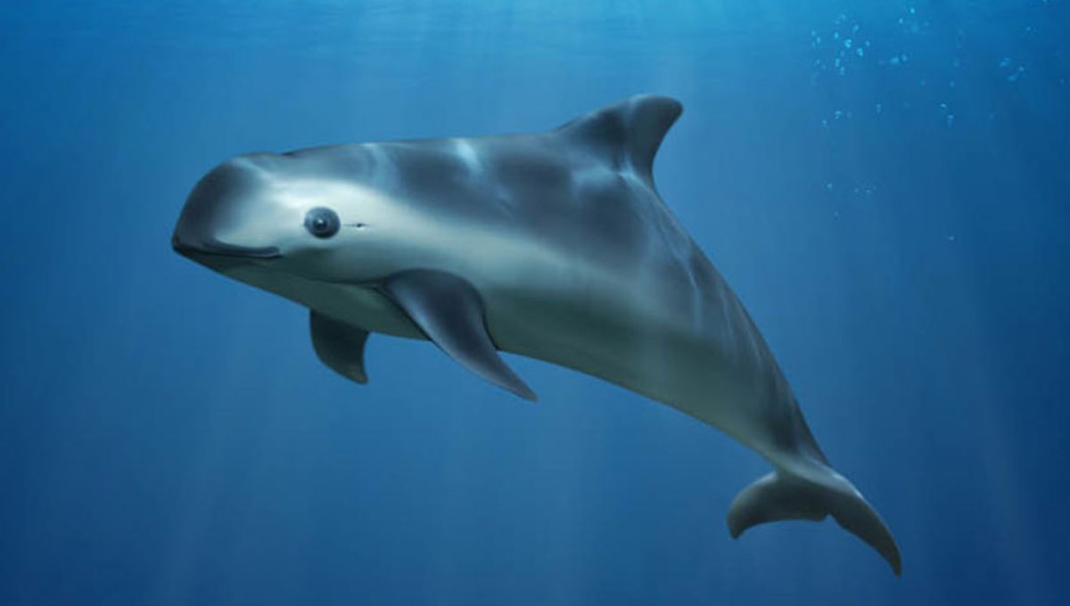 Estados Unidos no sancionará a México por no proteger a la vaquita marina, en un año exigirá resultados