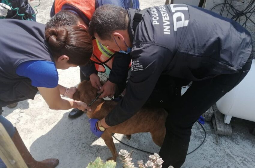 PDI-CDMX rescata 13 perros abandonados en la alcaldía Iztapalapa