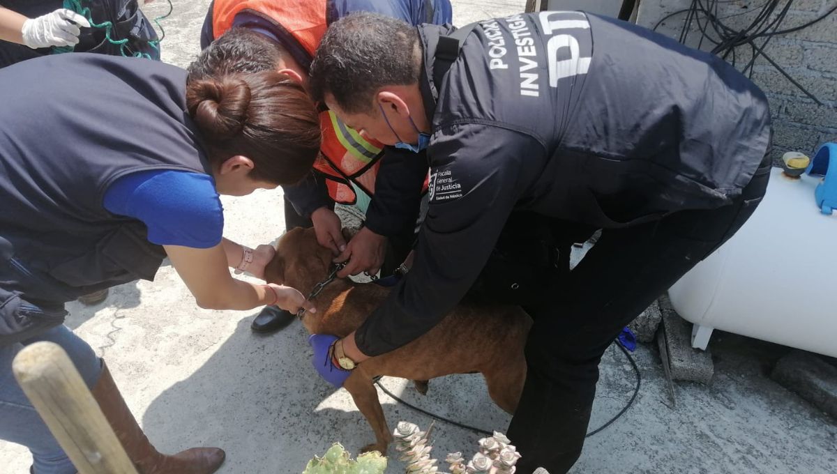 PDI-CDMX rescata 13 perros abandonados en la alcaldía Iztapalapa