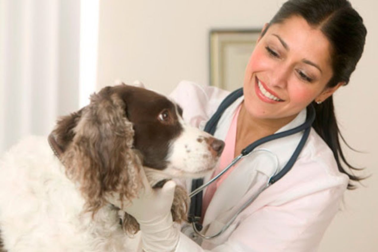 Entra en vigor ley que promueve la apertura de clínicas veterinarias públicas en México