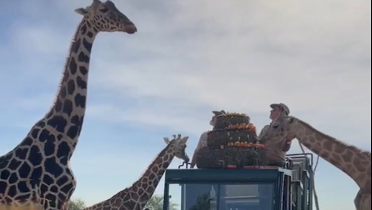 Así conoció la jirafa «Benito» a su nueva familia en el Africam Safari