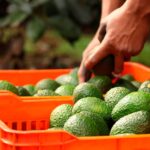 Aguacate