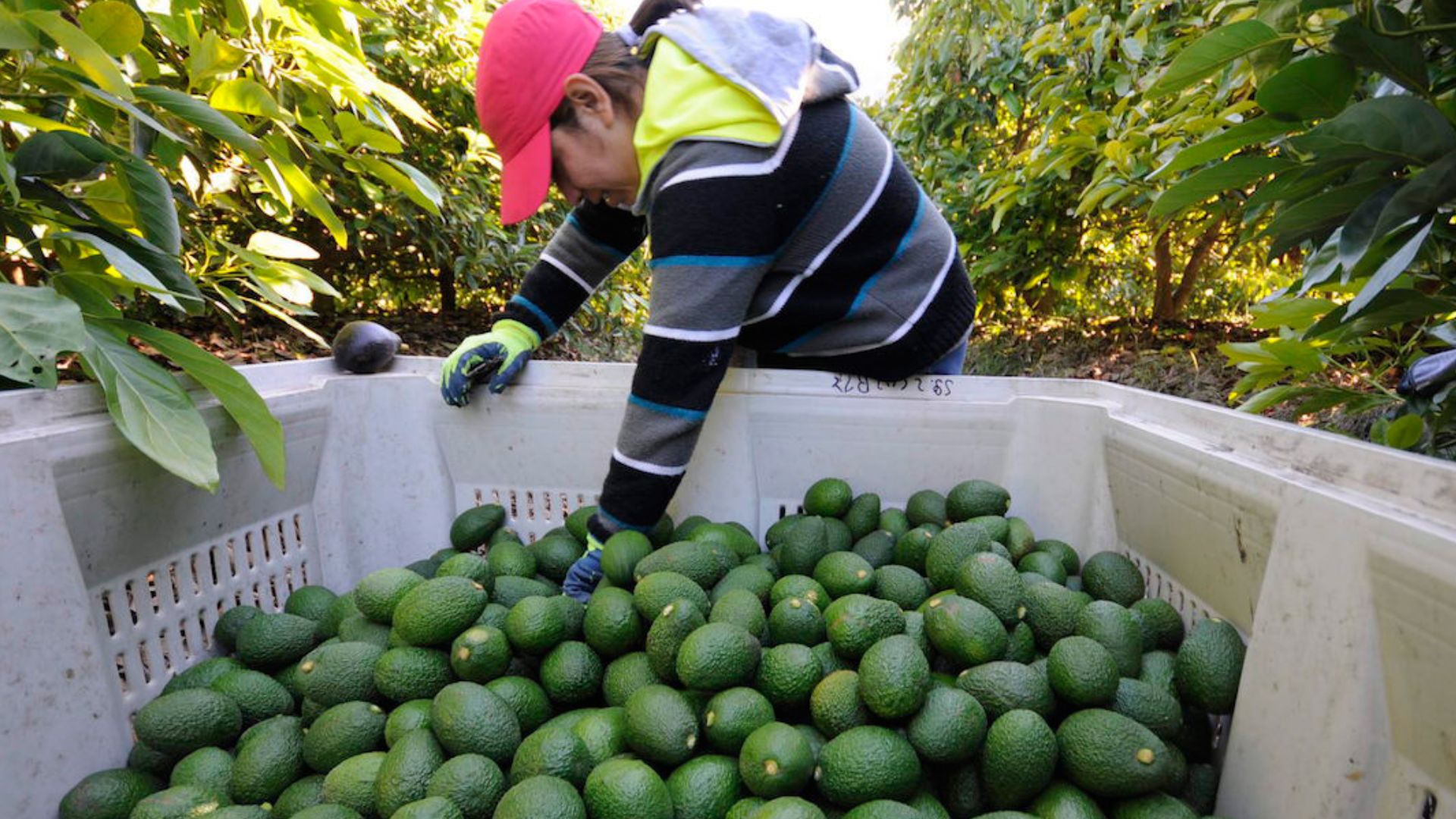 Hoy quedarán resueltas exportaciones de aguacate a EU: AMLO
