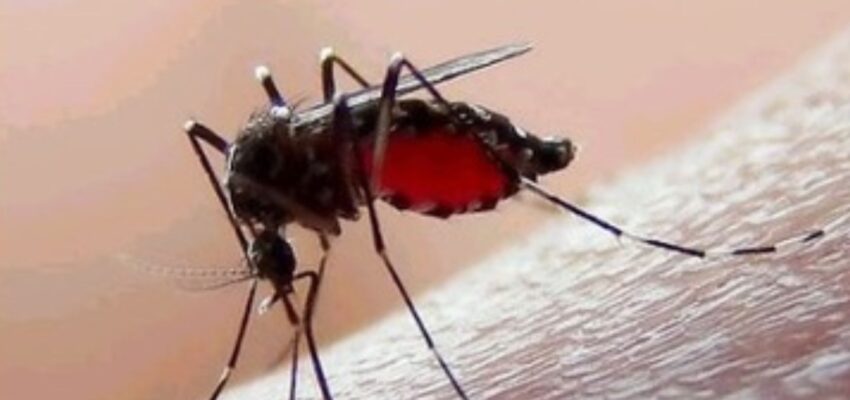 Dengue en México