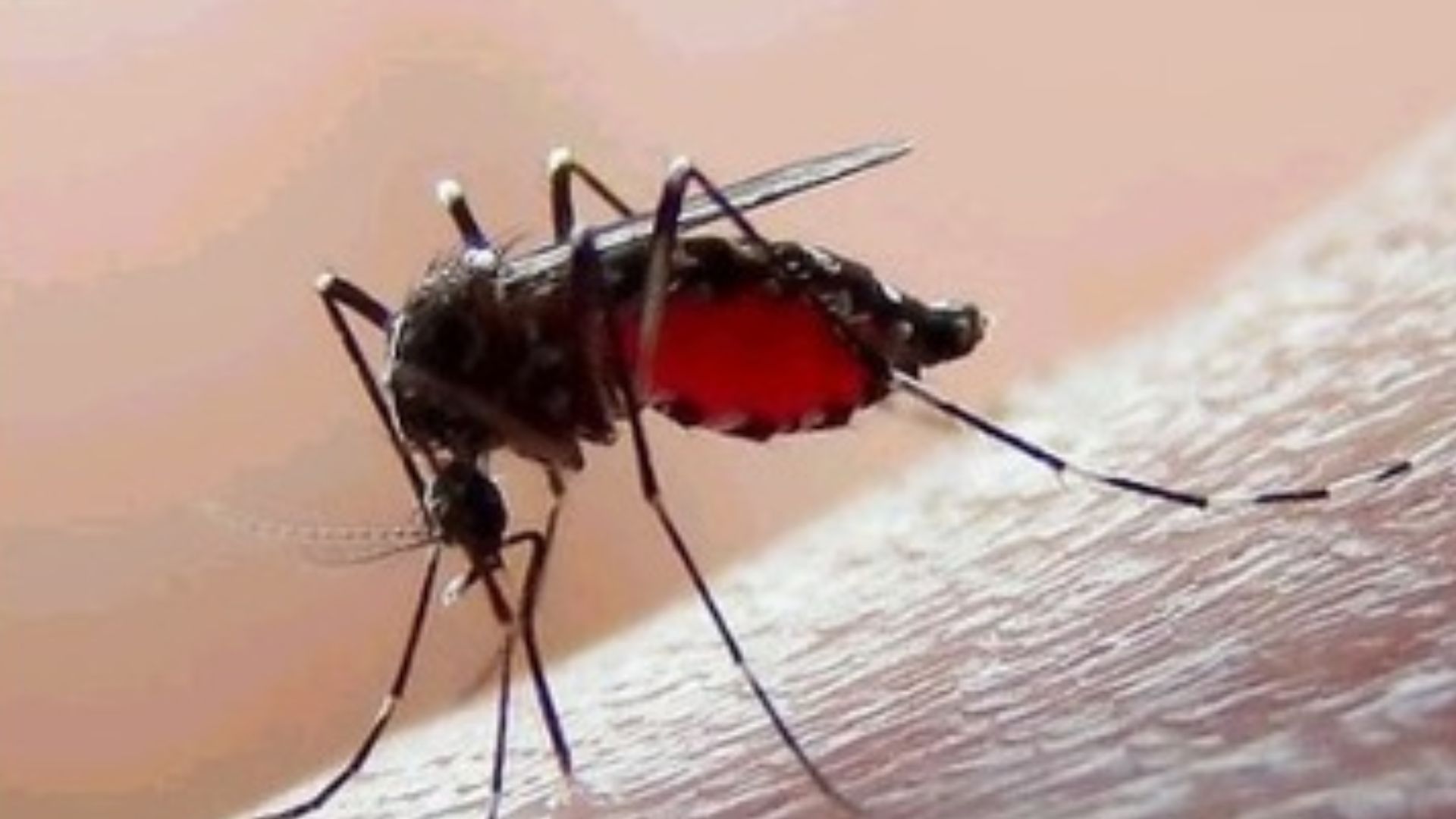 Reportan 26 víctimas mortales por dengue en México; aumentan casos