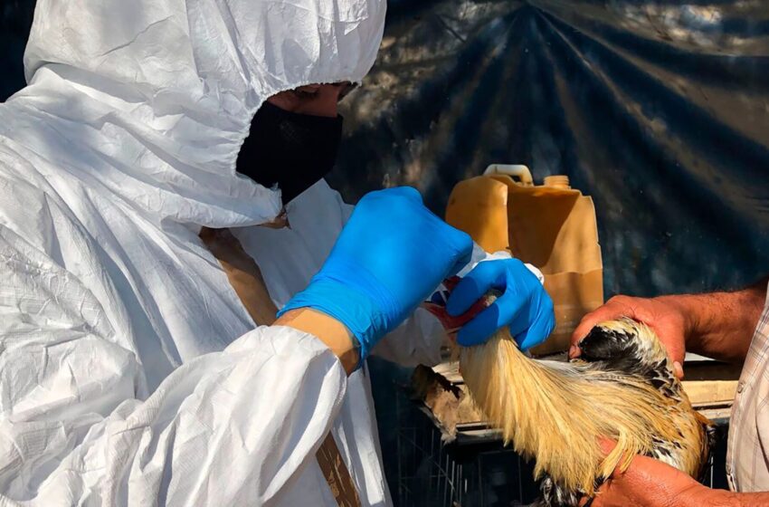 Secretario de Salud niega primera muerte humana en México por gripe aviar AH5N2, como informó la OMS