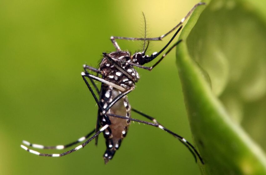 Dengue