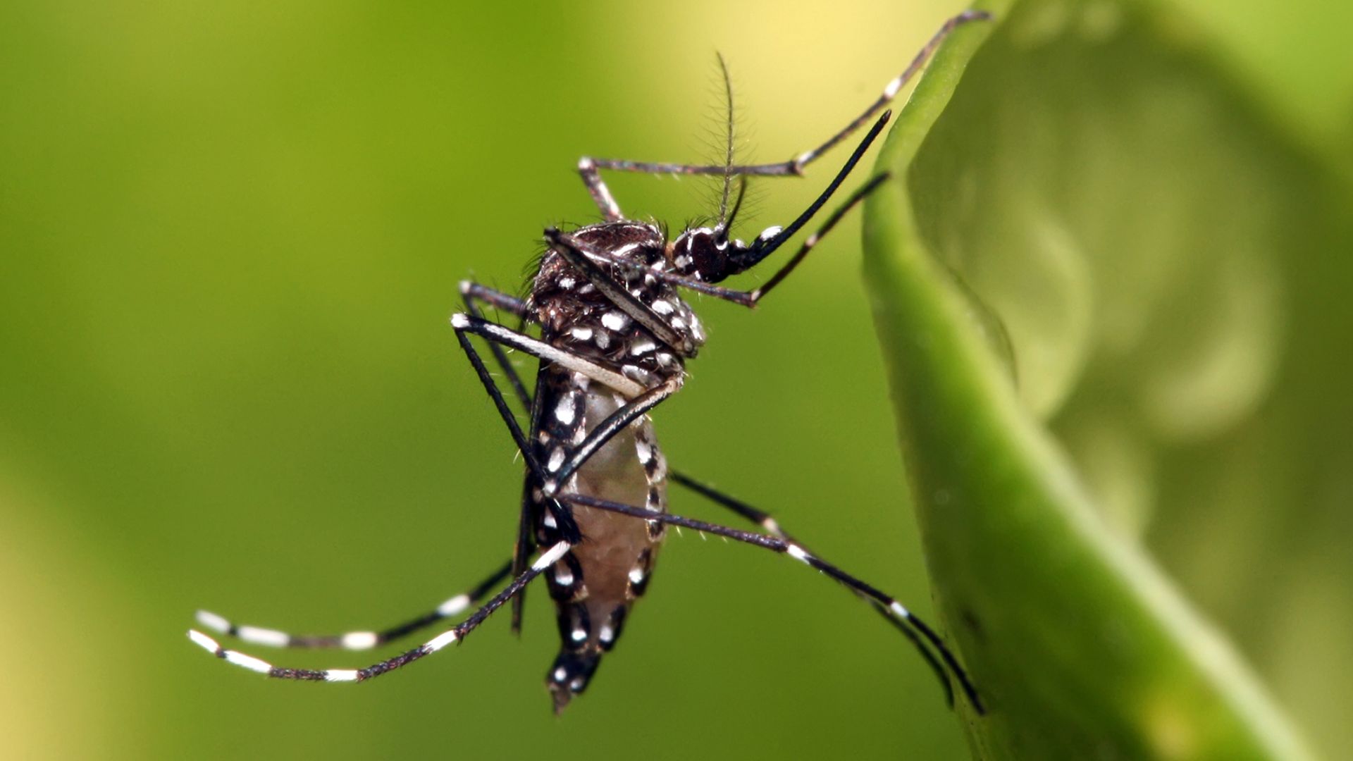 ¿Cuáles son los síntomas del dengue y qué medicamentos debes evitar?