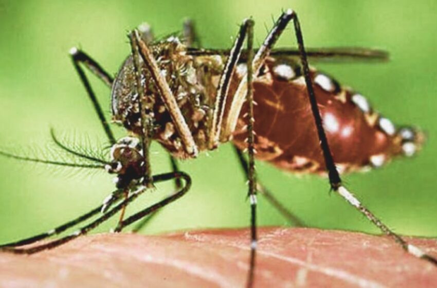 Alerta en China por brote de chikungunya: reportan más de 7 mil casos