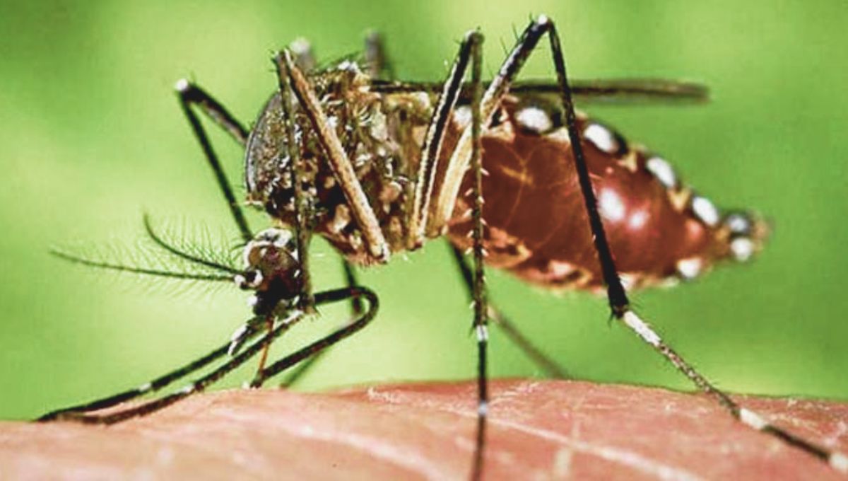 Alerta en China por brote de chikungunya: reportan más de 7 mil casos