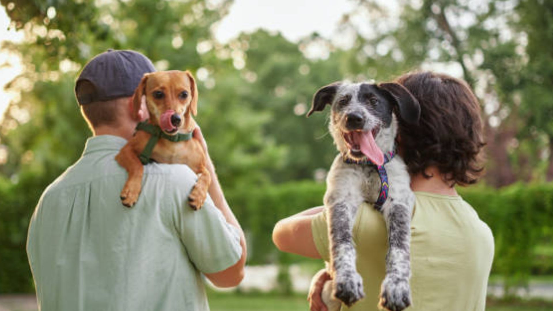 Congreso de CDMX aprueba ley ¿Con quién se queda el perro?