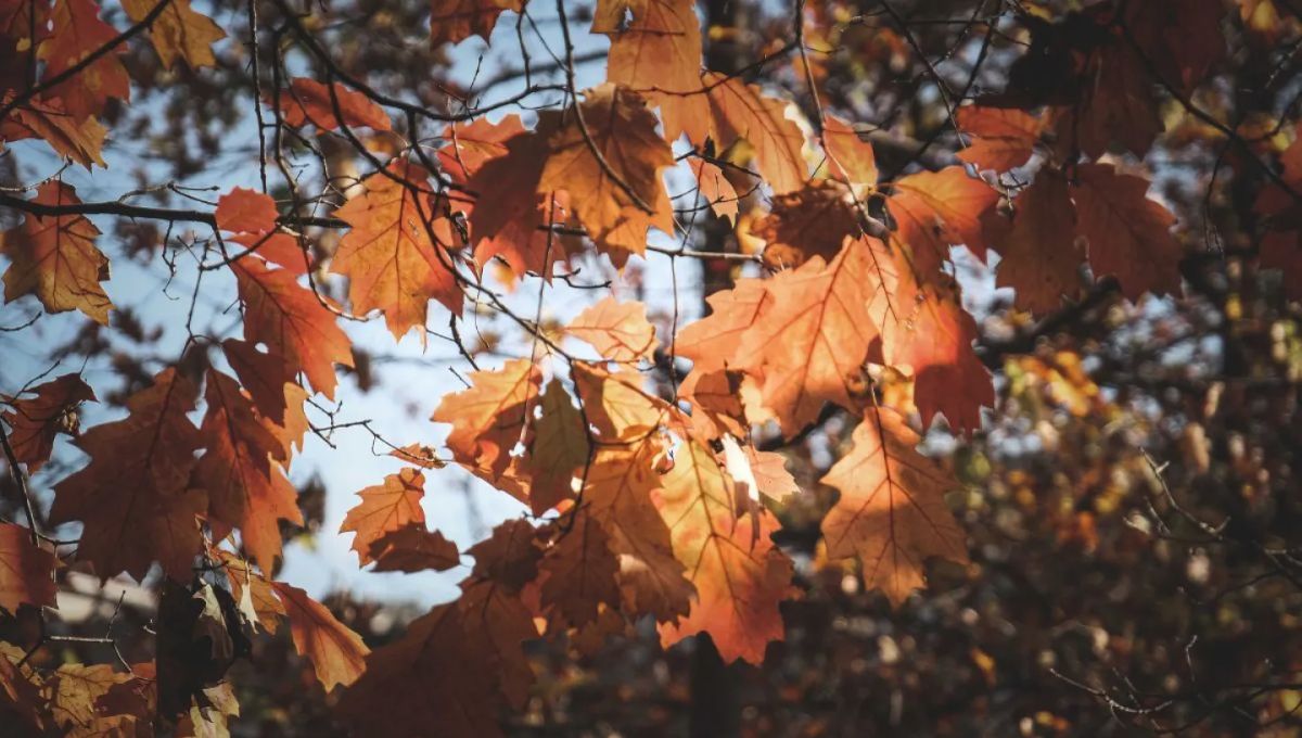 Equinoccio de Otoño 2025, ¿cuándo y a qué hora entra en México?