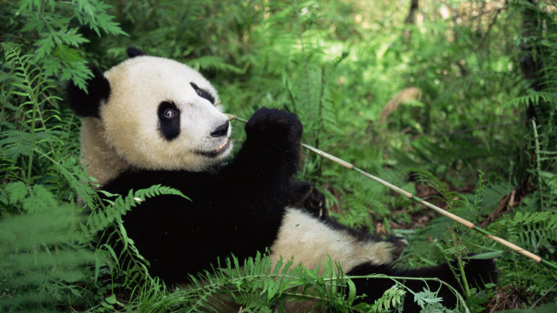 Panda gigante deja de ser especie en peligro de extinción