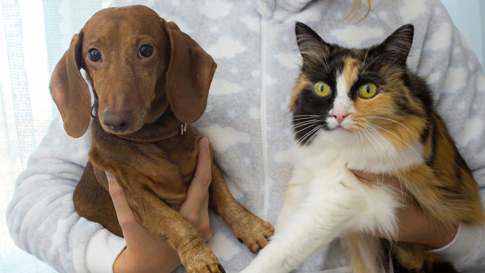 Registro de mascotas obligatorio en 2026; costo del chip de identificación