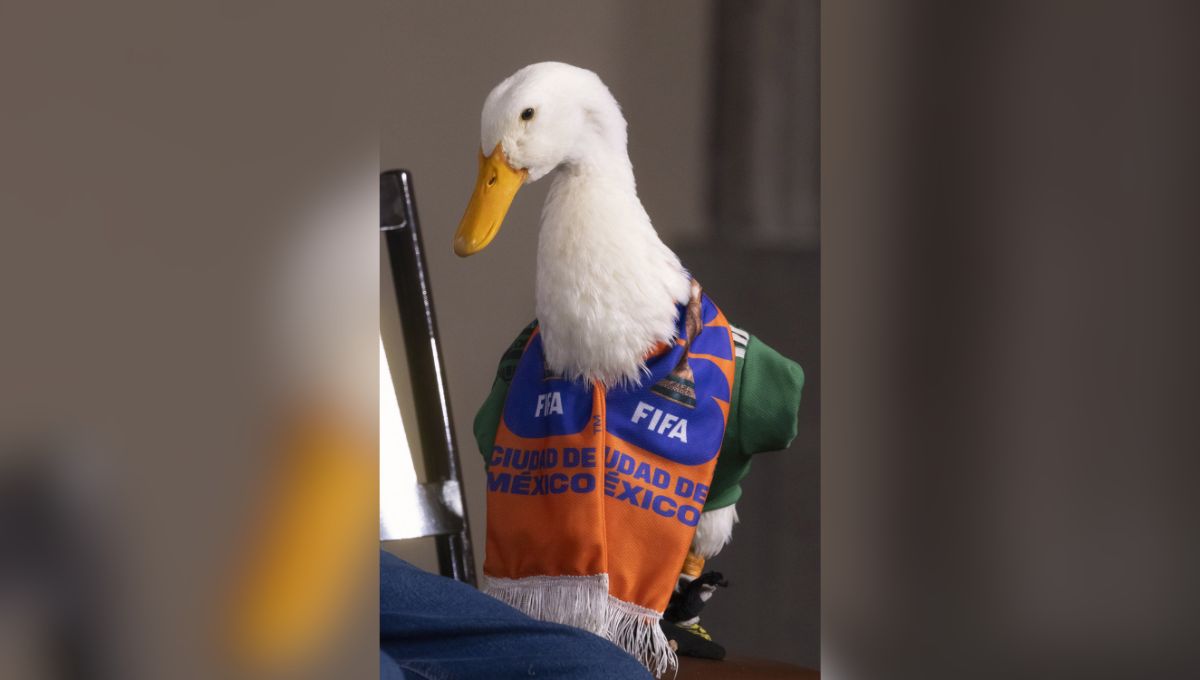 Pato Merlín visita la mañanera por invitación de Sheinbaum