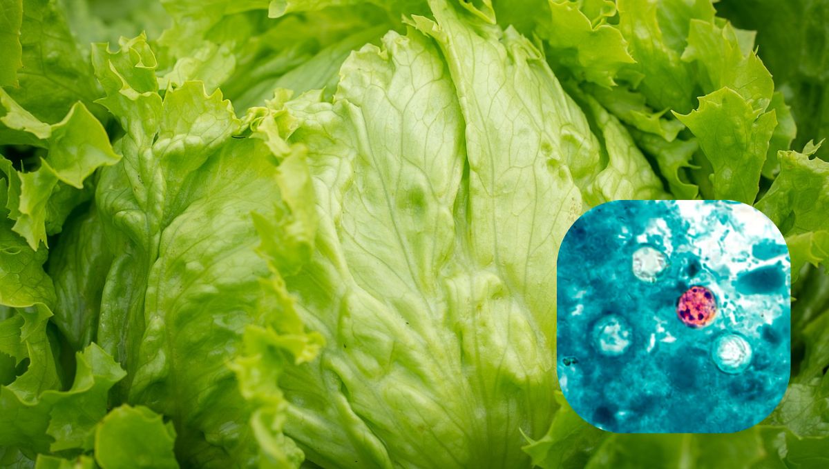 EU señala el origen del brote de ciclosporiasis que causa «diarrea explosiva»