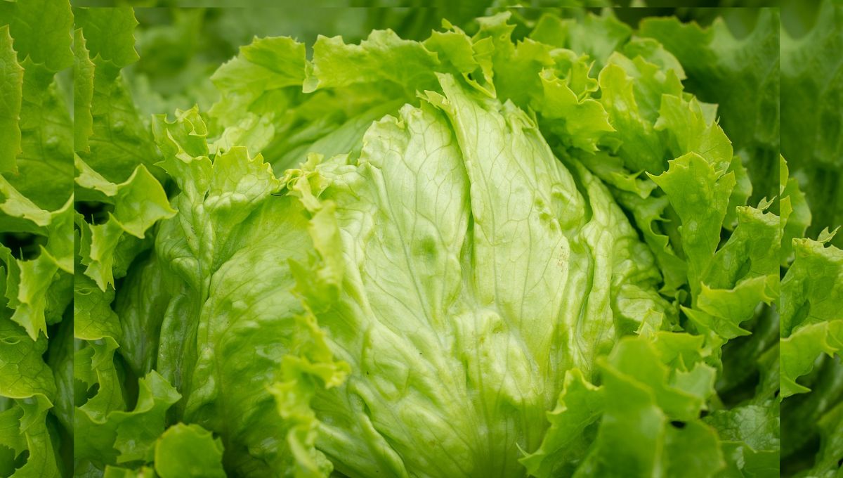 Lechuga mexicana relacionada con brote de ciclosporiasis en EU fue un «falso positivo»:FDA