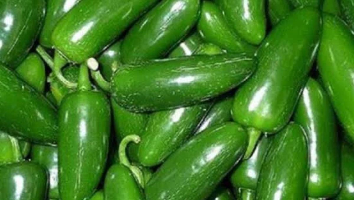 Investigan empacadora de chiles jalapeños en Nuevo León, por brote de salmonelosis en EU