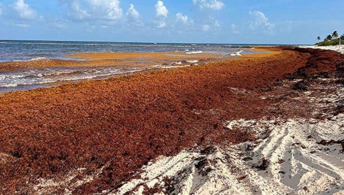 Sargazo alcanza niveles récord en Caribe mexicano