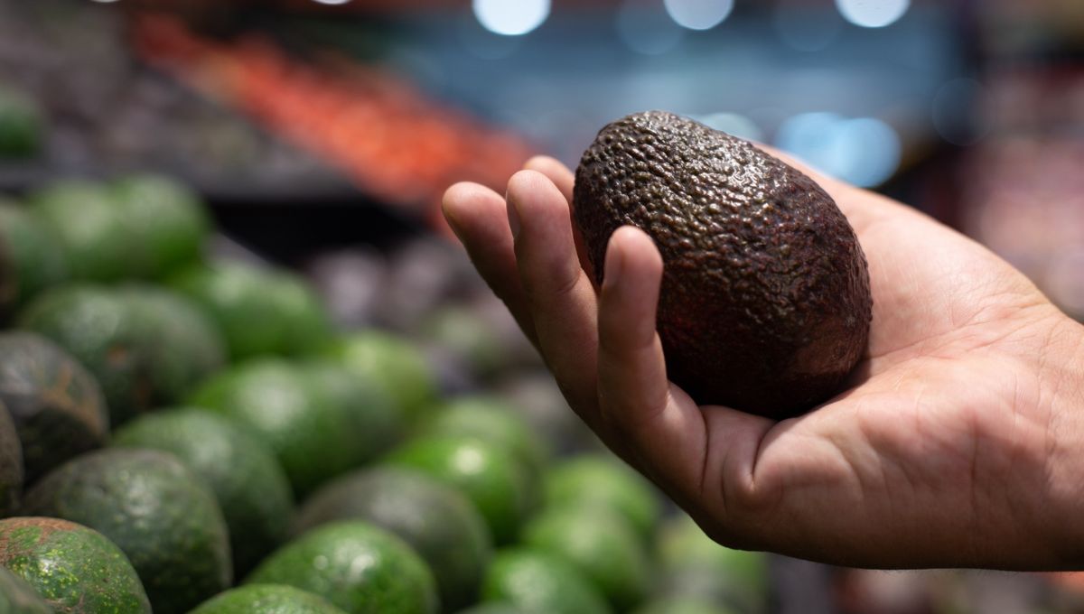 EU reanuda actividades para exportación de aguacate de Michoacán; mantiene alerta de viaje