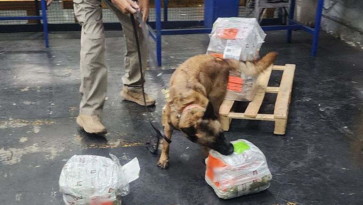 Aseguran ocho kilos de hoja de coca en el Aeropuerto Internacional de la CDMX
