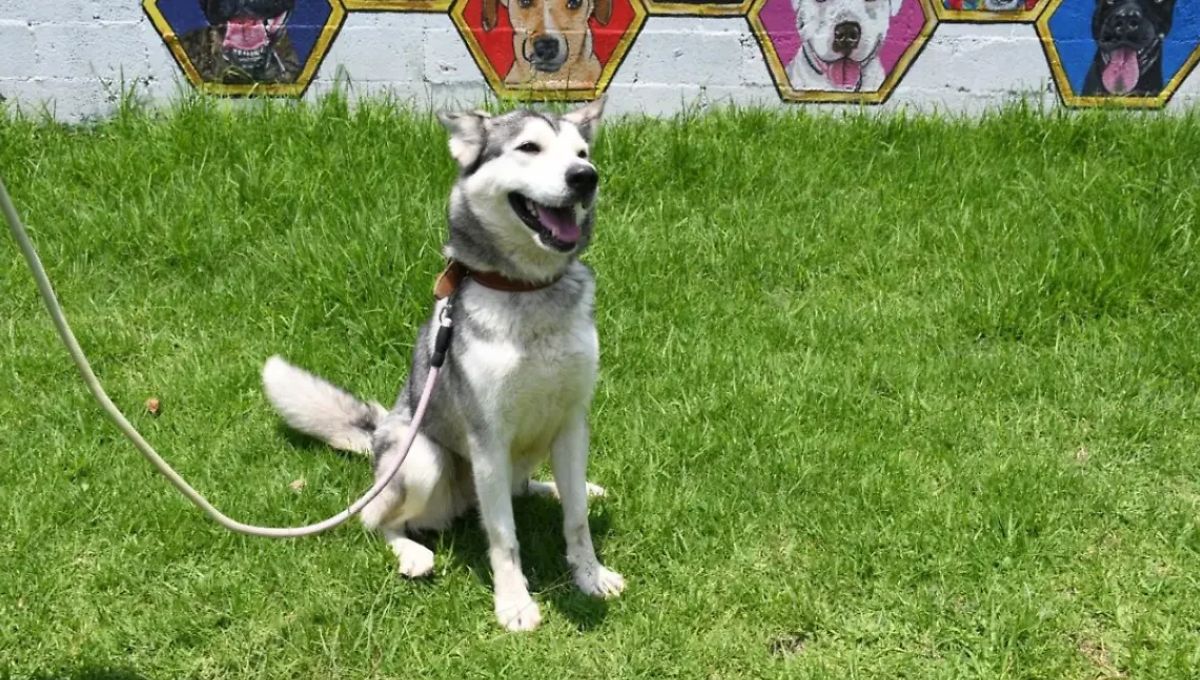 Metro CDMX te invita a adoptar un perrito