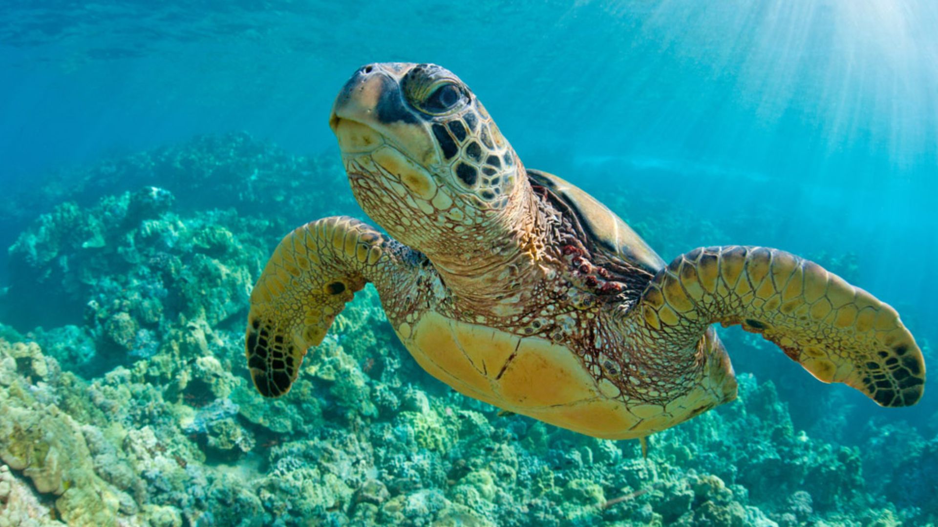 Poblaciones de vida silvestre disminuyen 73% en 52 años, reporta WWF